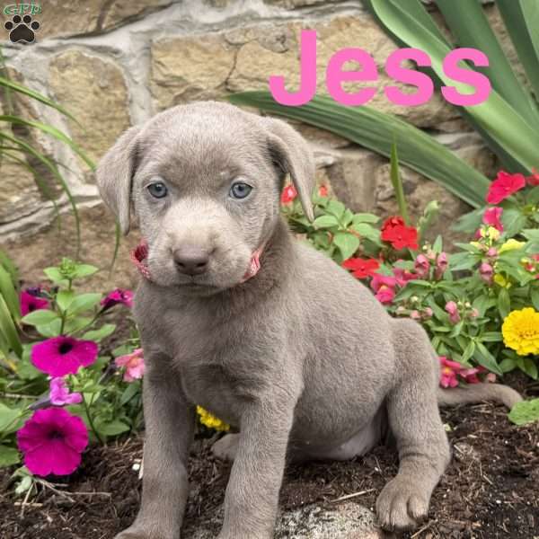Jess, Silver Labrador Retriever Puppy